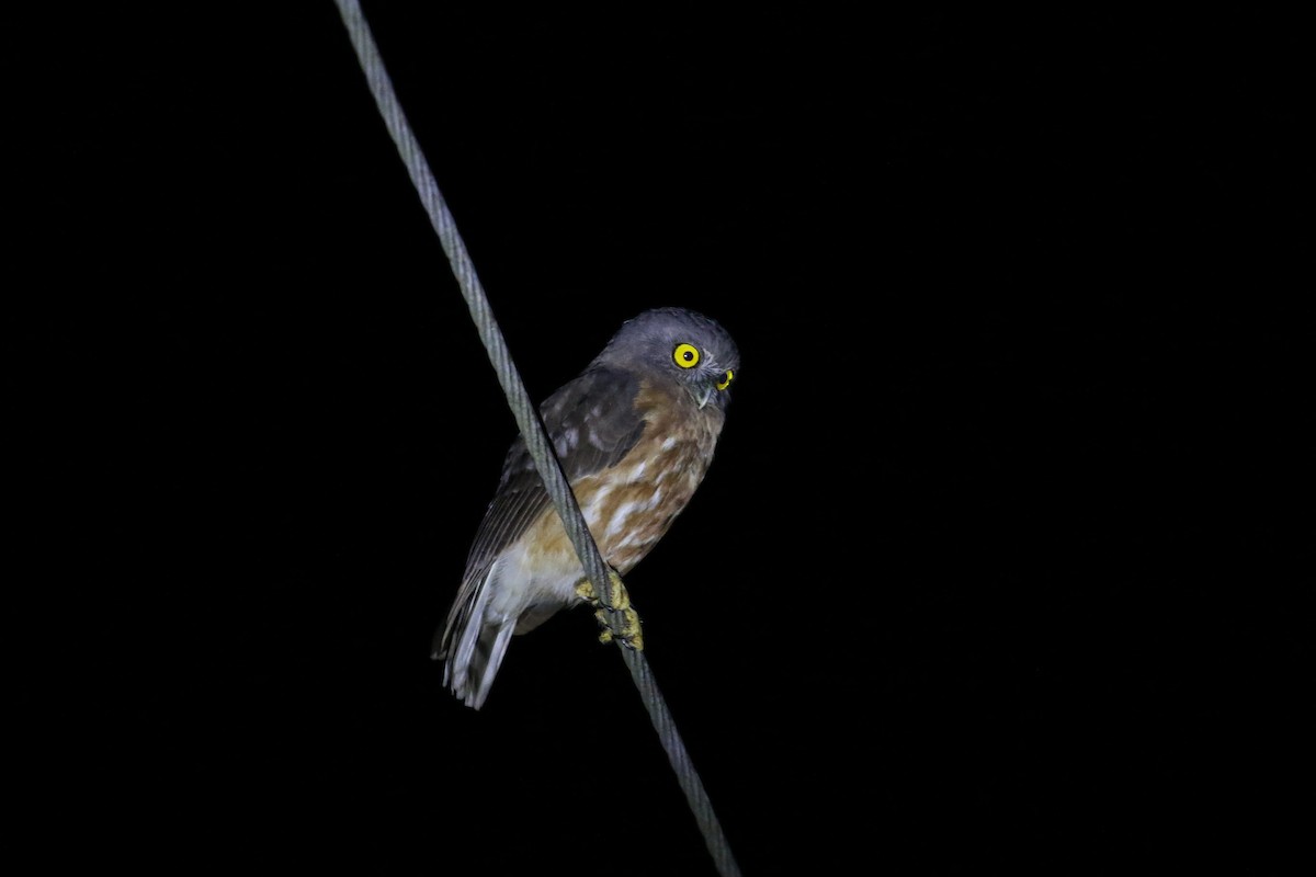 Andaman Boobook - ML400920951