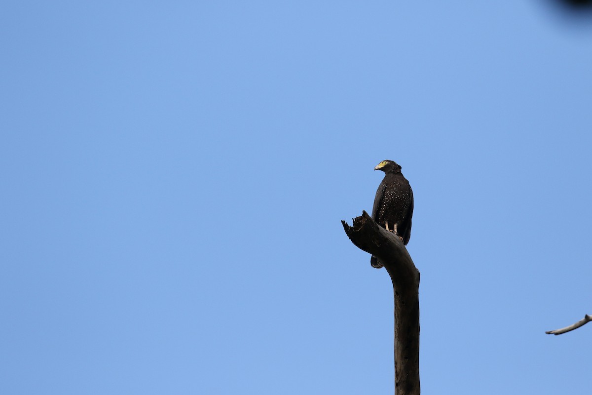 Andaman Serpent-Eagle - ML400921621