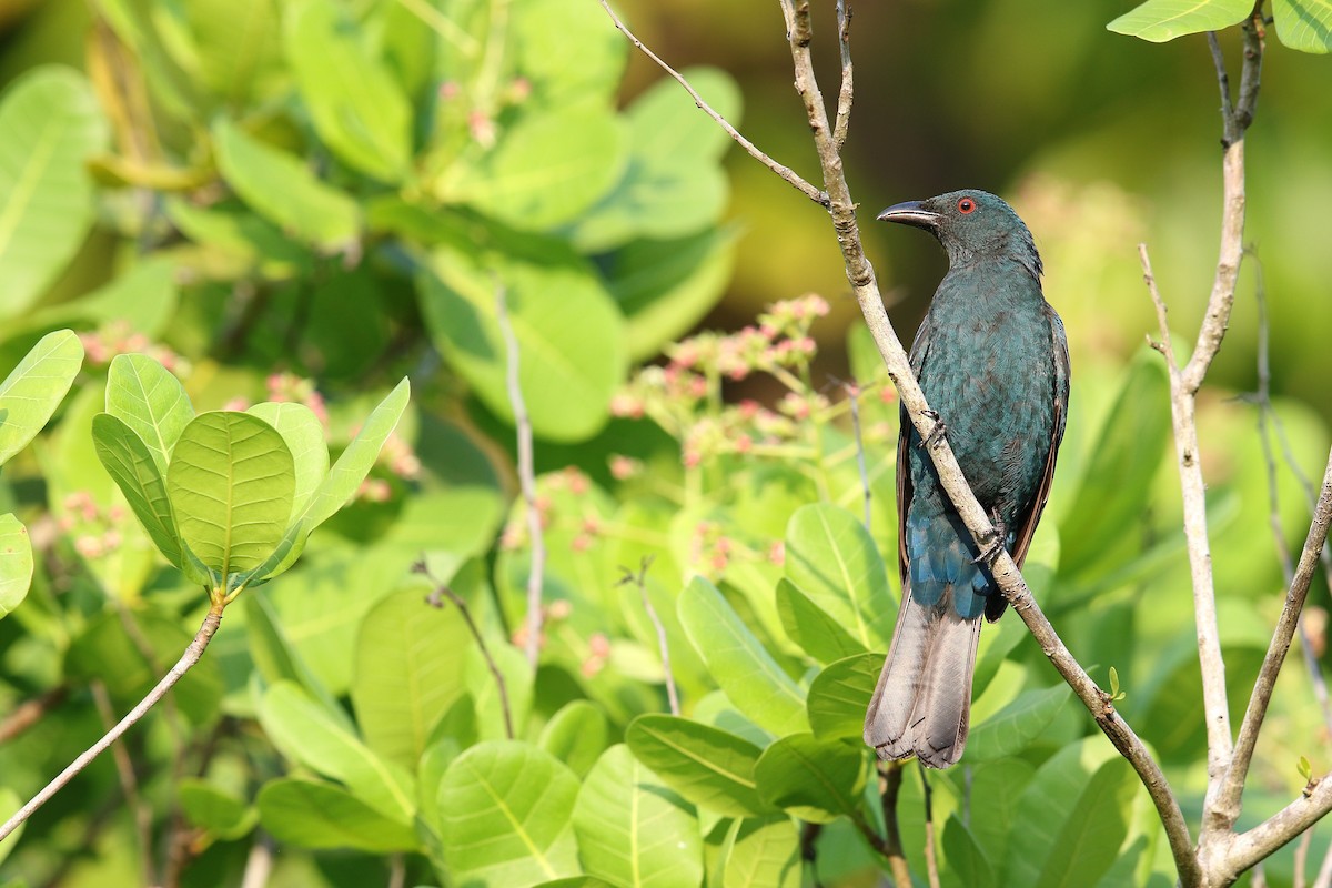 Asian Fairy-bluebird - ML400921751