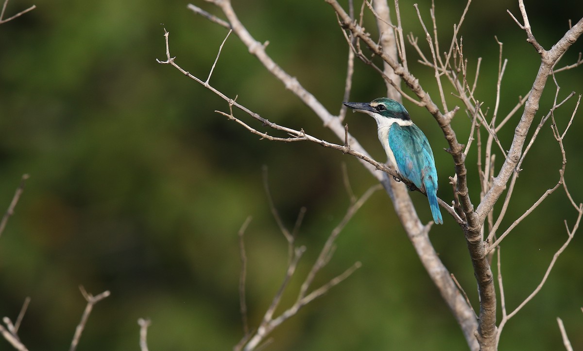 Collared Kingfisher - ML400921831