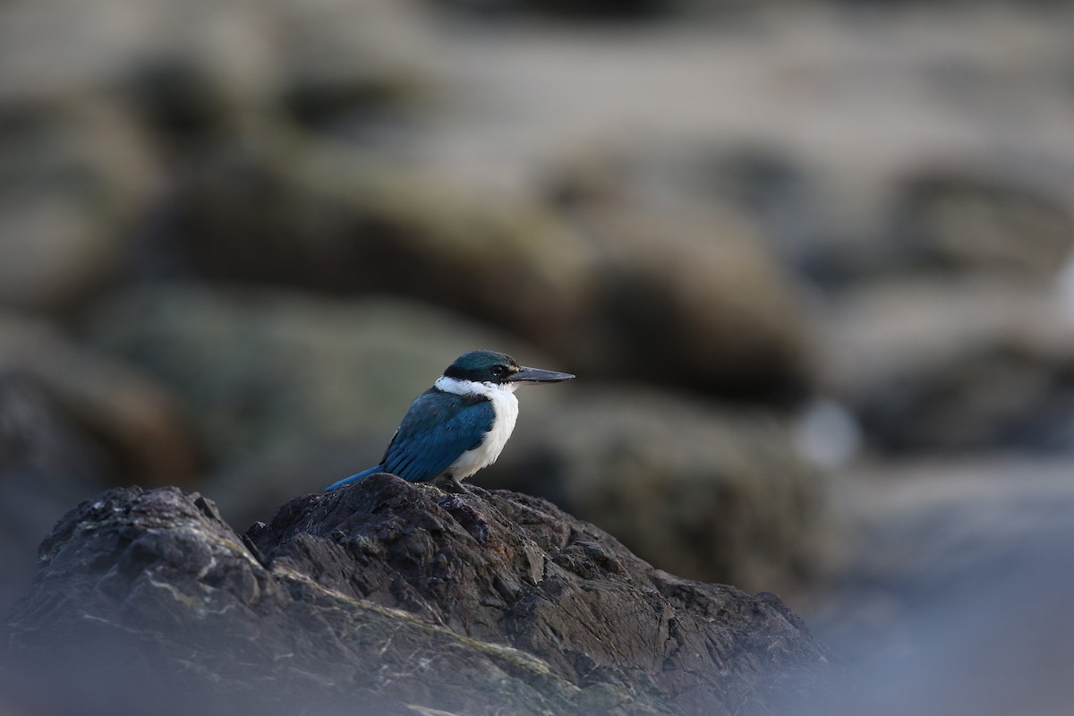 Collared Kingfisher - ML400921851