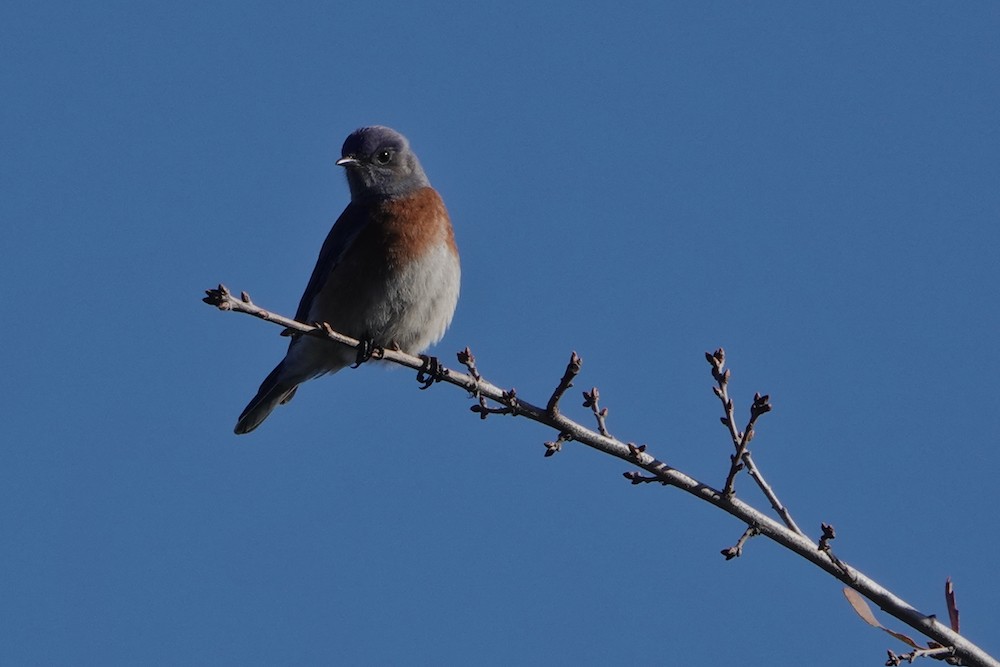 Western Bluebird - ML400922001