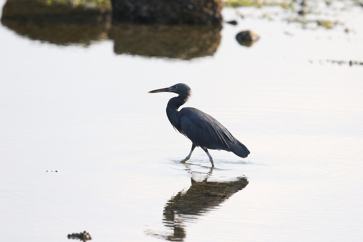 Pacific Reef-Heron - ML400922211