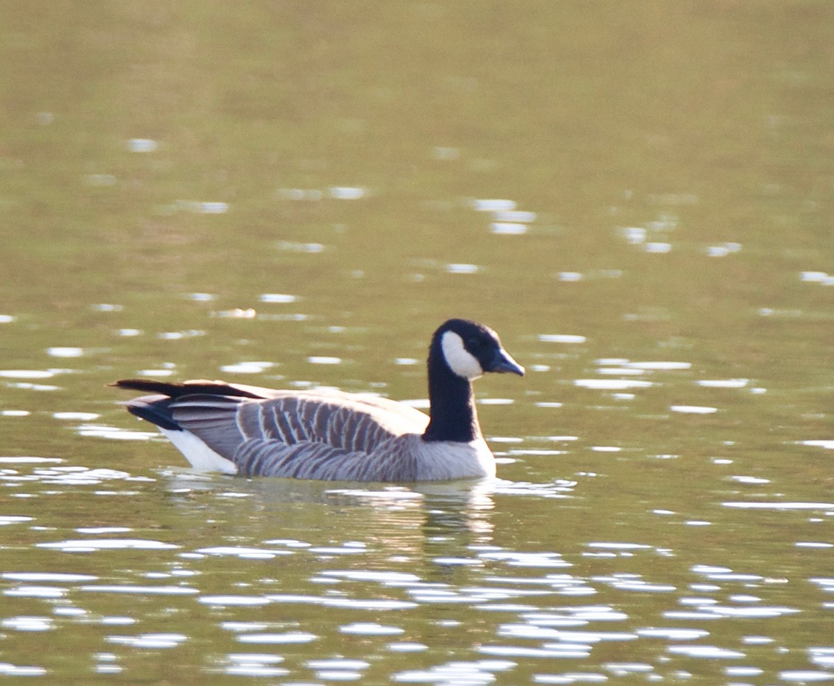 Cackling Goose - Marcia Balestri