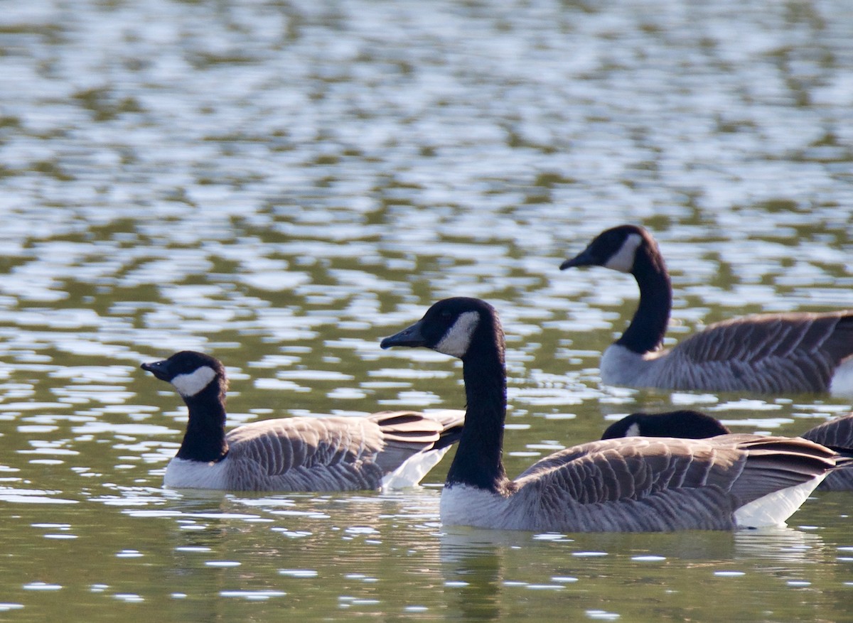 Cackling Goose - Marcia Balestri