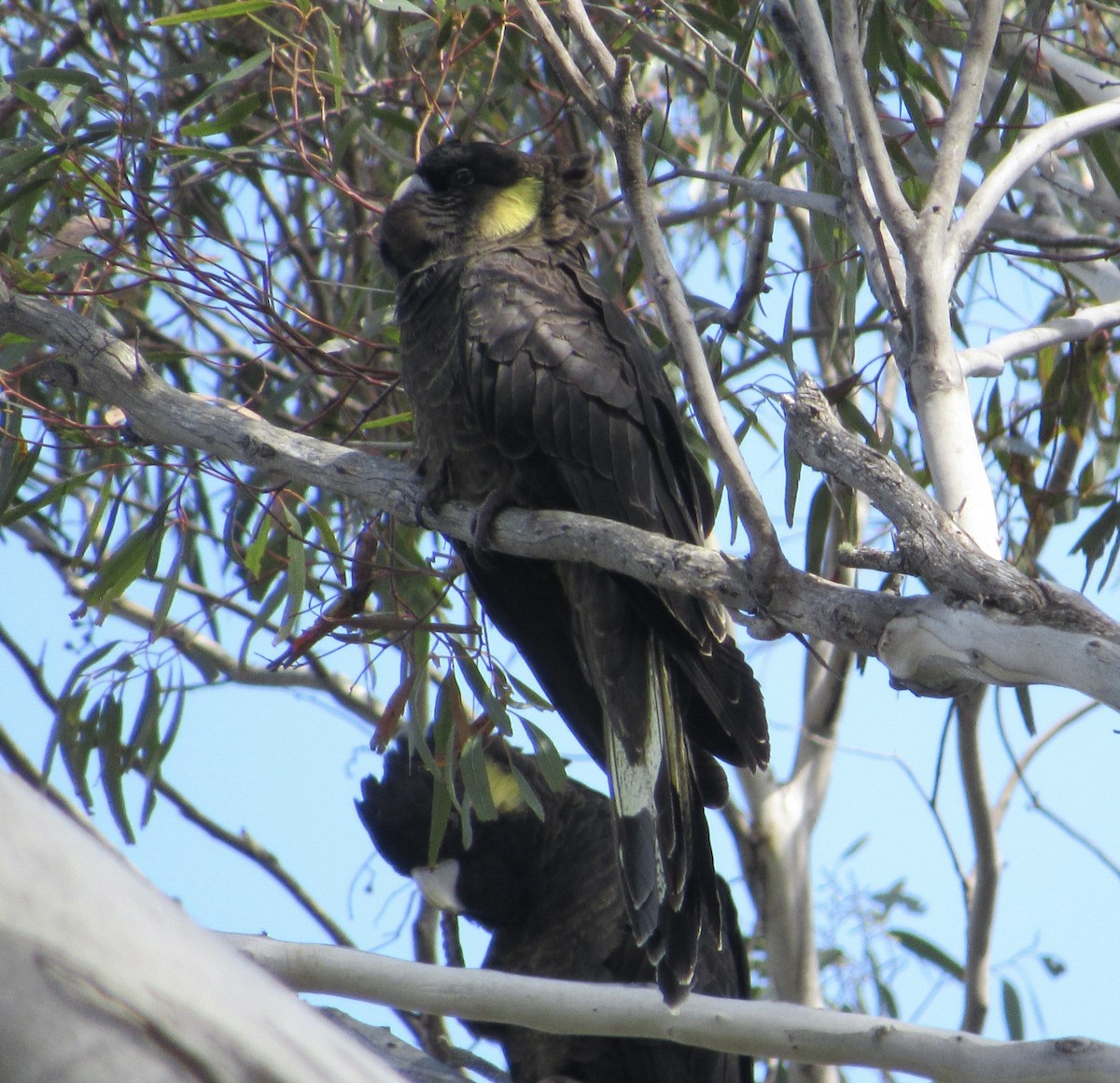 Yellow-tailed Black-Cockatoo - Sally Bergquist