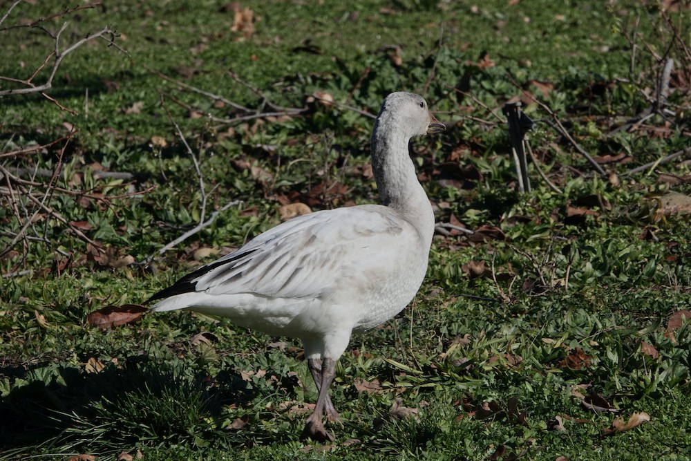 Snow Goose - Larry Jordan