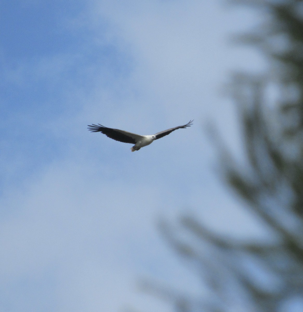 White-bellied Sea-Eagle - ML400923101