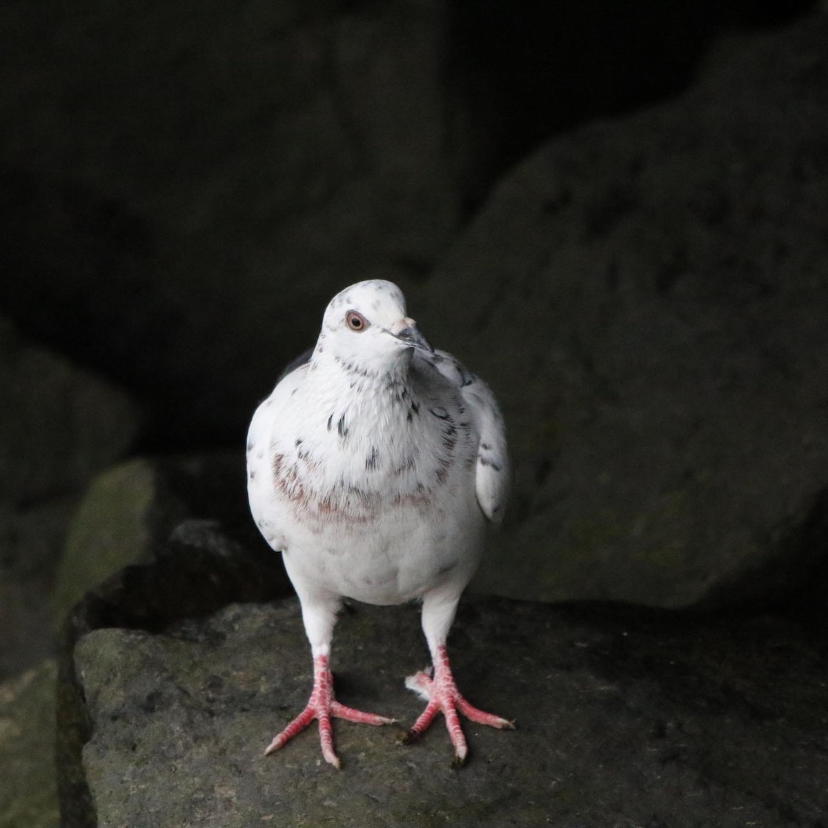 Rock Pigeon (Feral Pigeon) - ML400923441