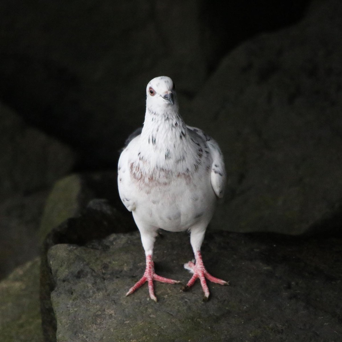 Rock Pigeon (Feral Pigeon) - ML400923451