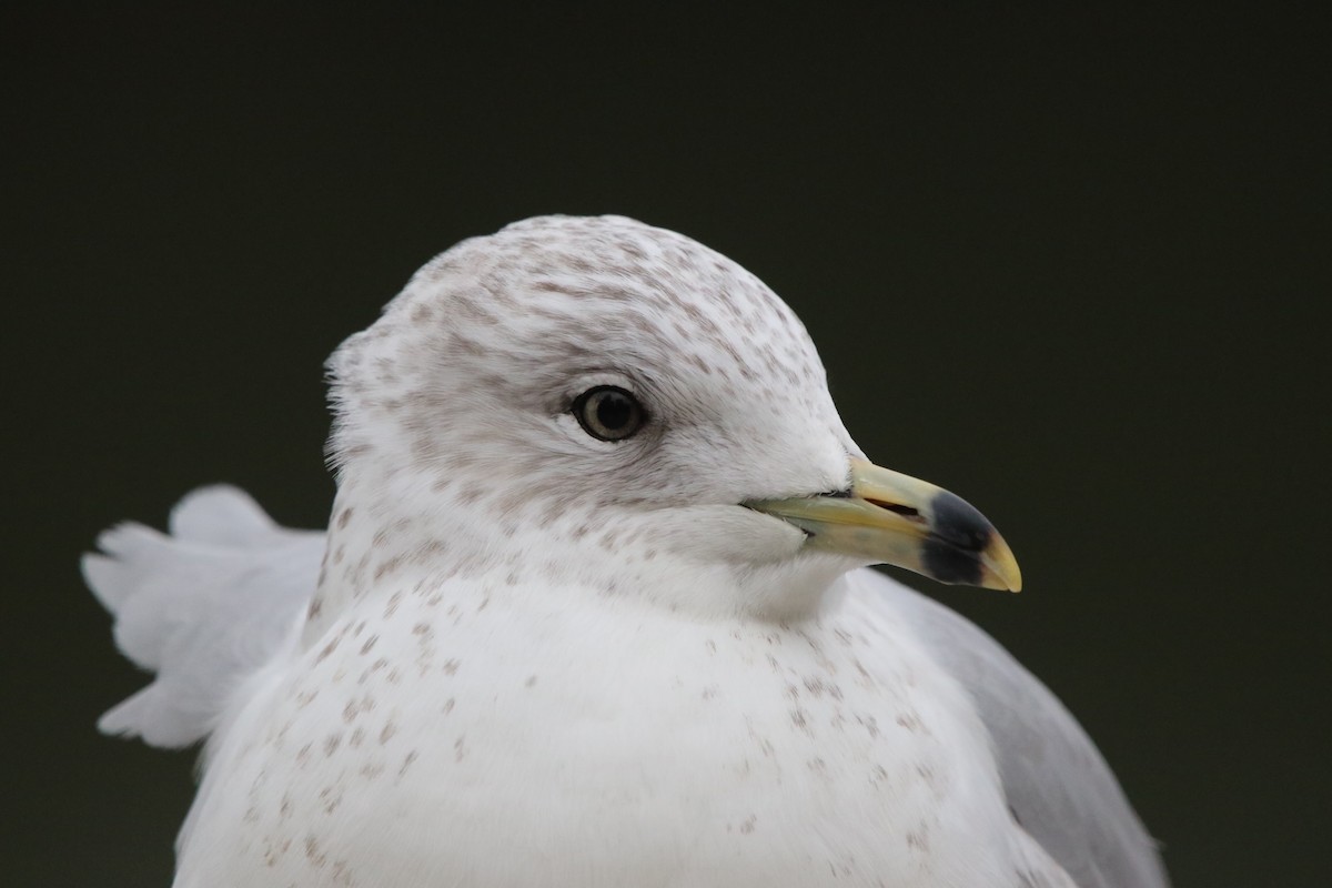 Ring-billed Gull - ML400923661