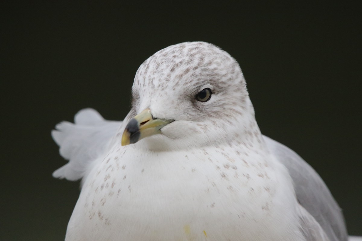 Ring-billed Gull - ML400923671