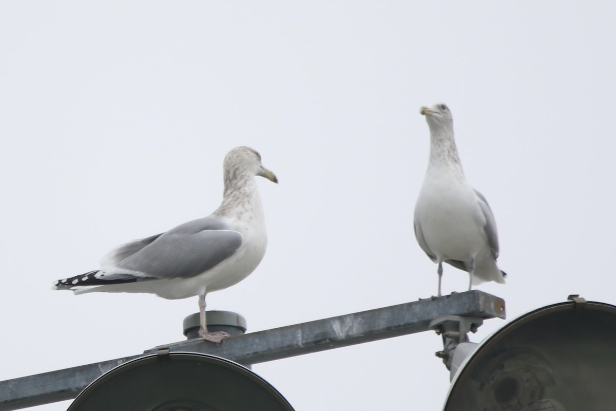 Herring Gull - ML400923971