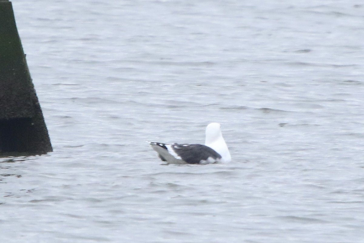 Great Black-backed Gull - ML400924331