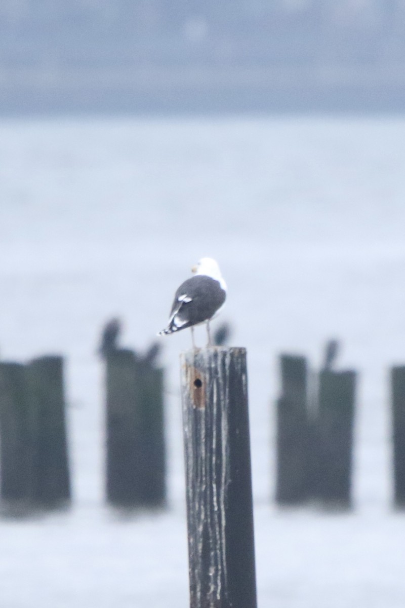 Great Black-backed Gull - ML400924341