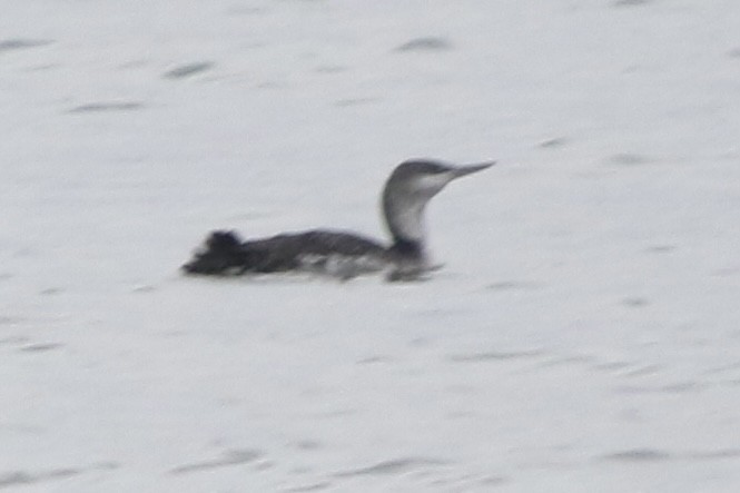 Red-throated Loon - ML400924611