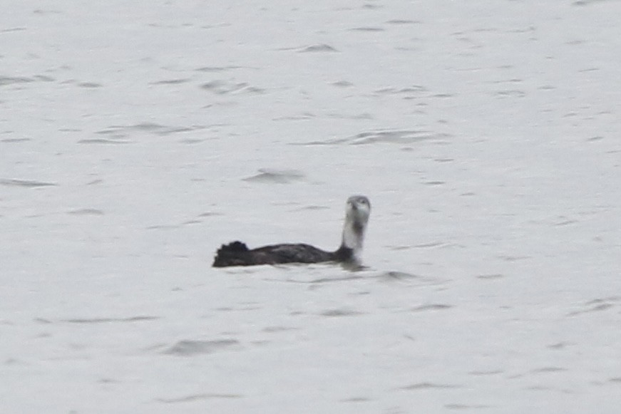 Red-throated Loon - ML400924621