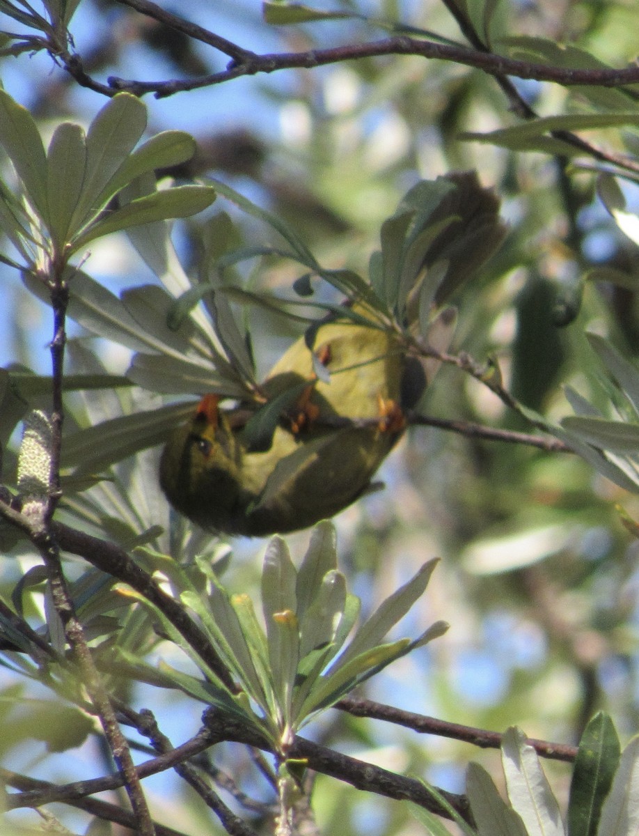 Bell Miner - Sally Bergquist