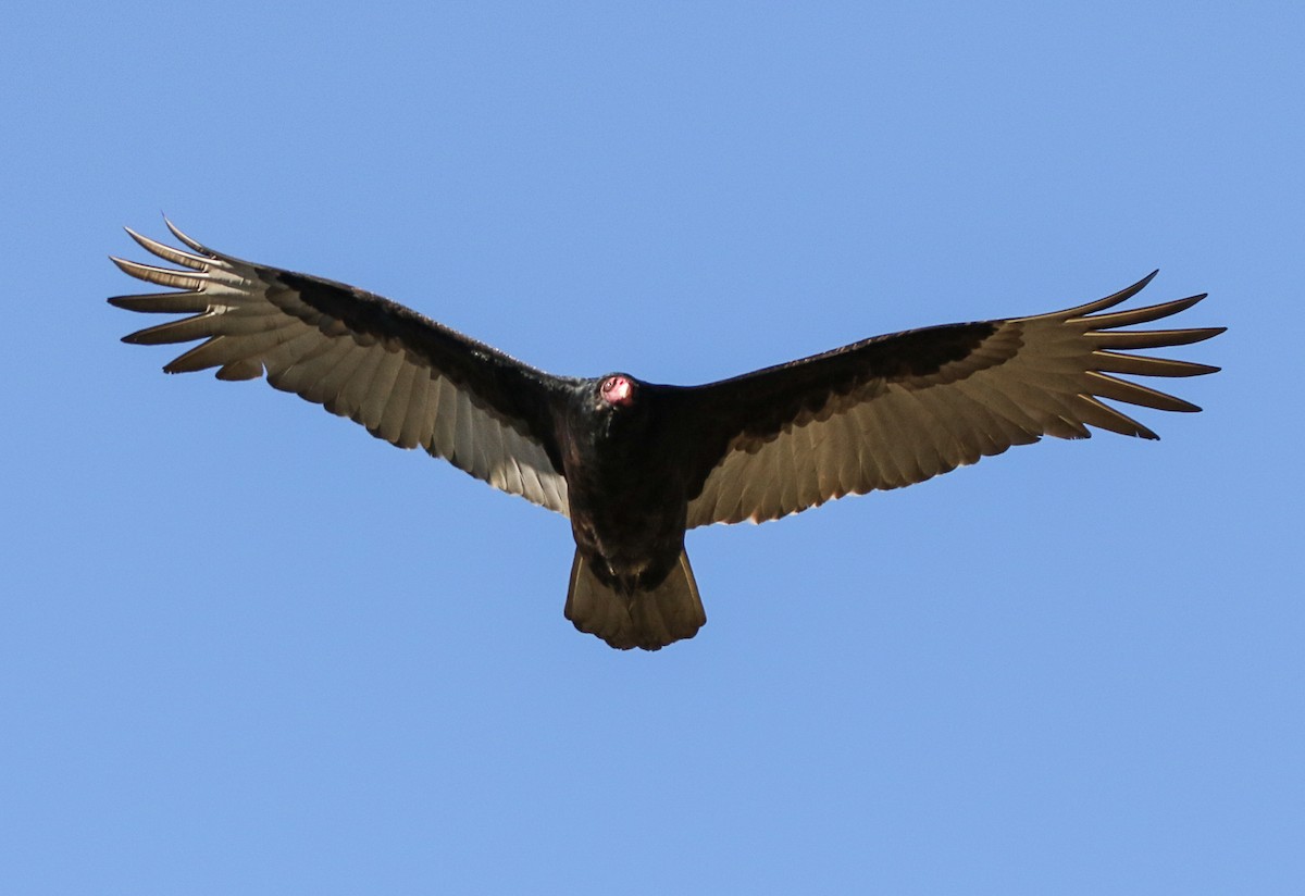 Turkey Vulture - ML400925081