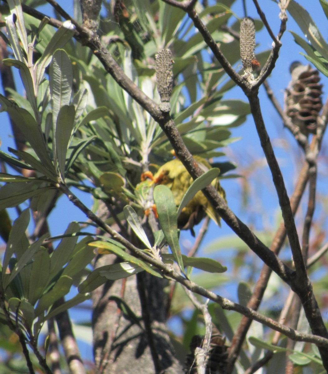 Mielero Cejinegro - ML400925241