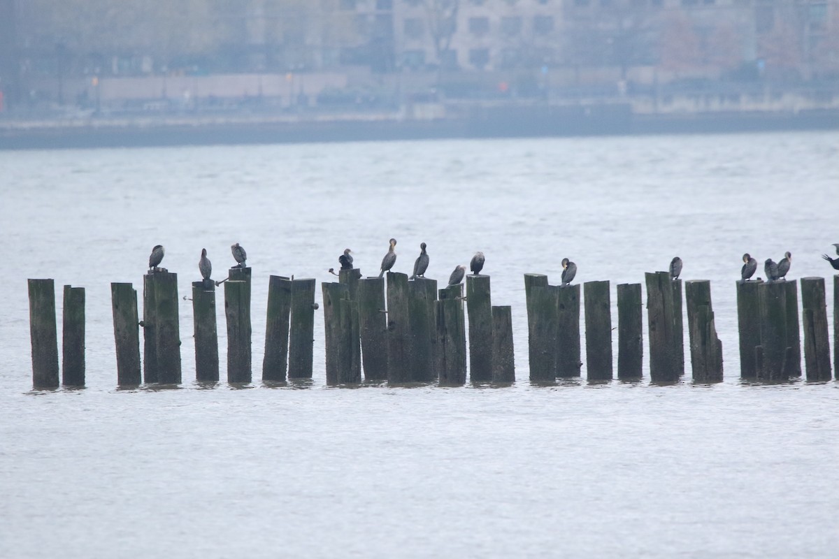 Double-crested Cormorant - ML400925981