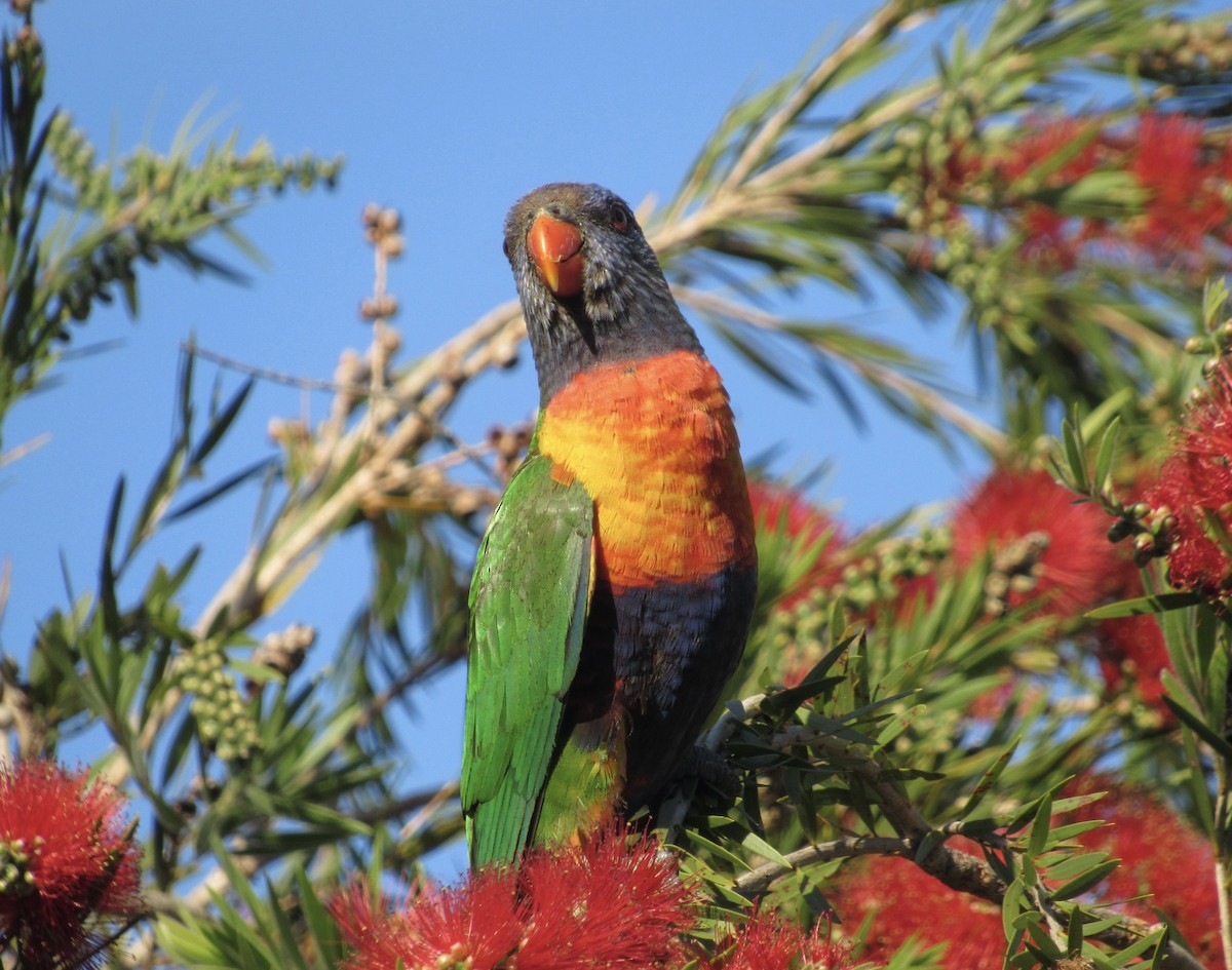 Rainbow Lorikeet - Sally Bergquist