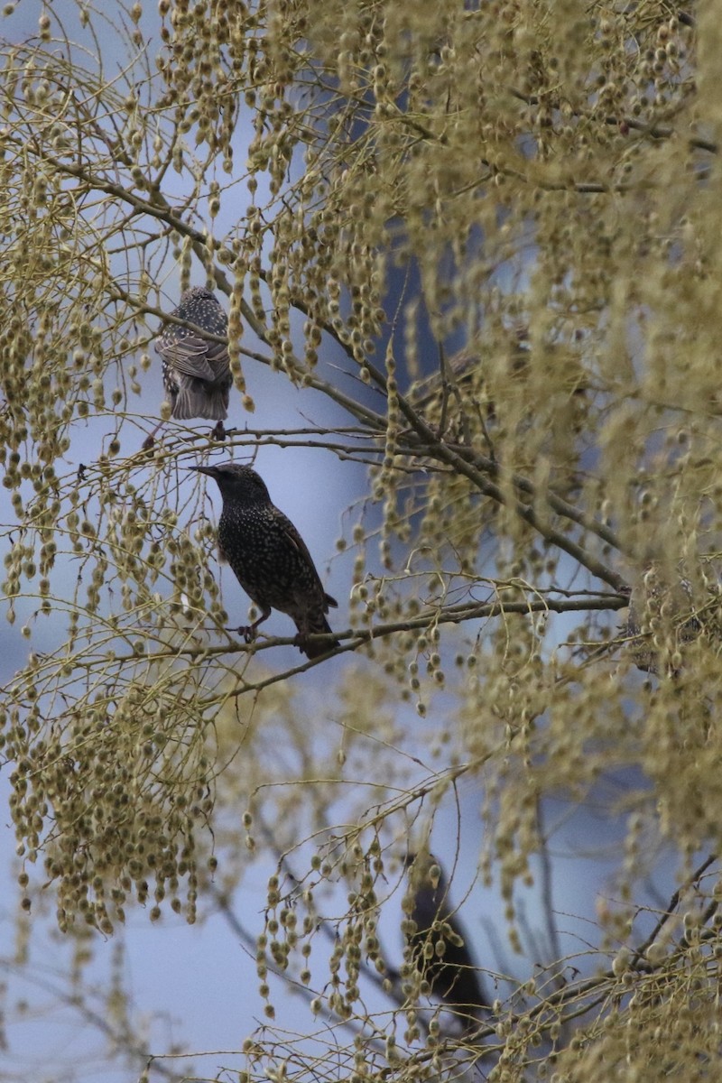 European Starling - ML400926741