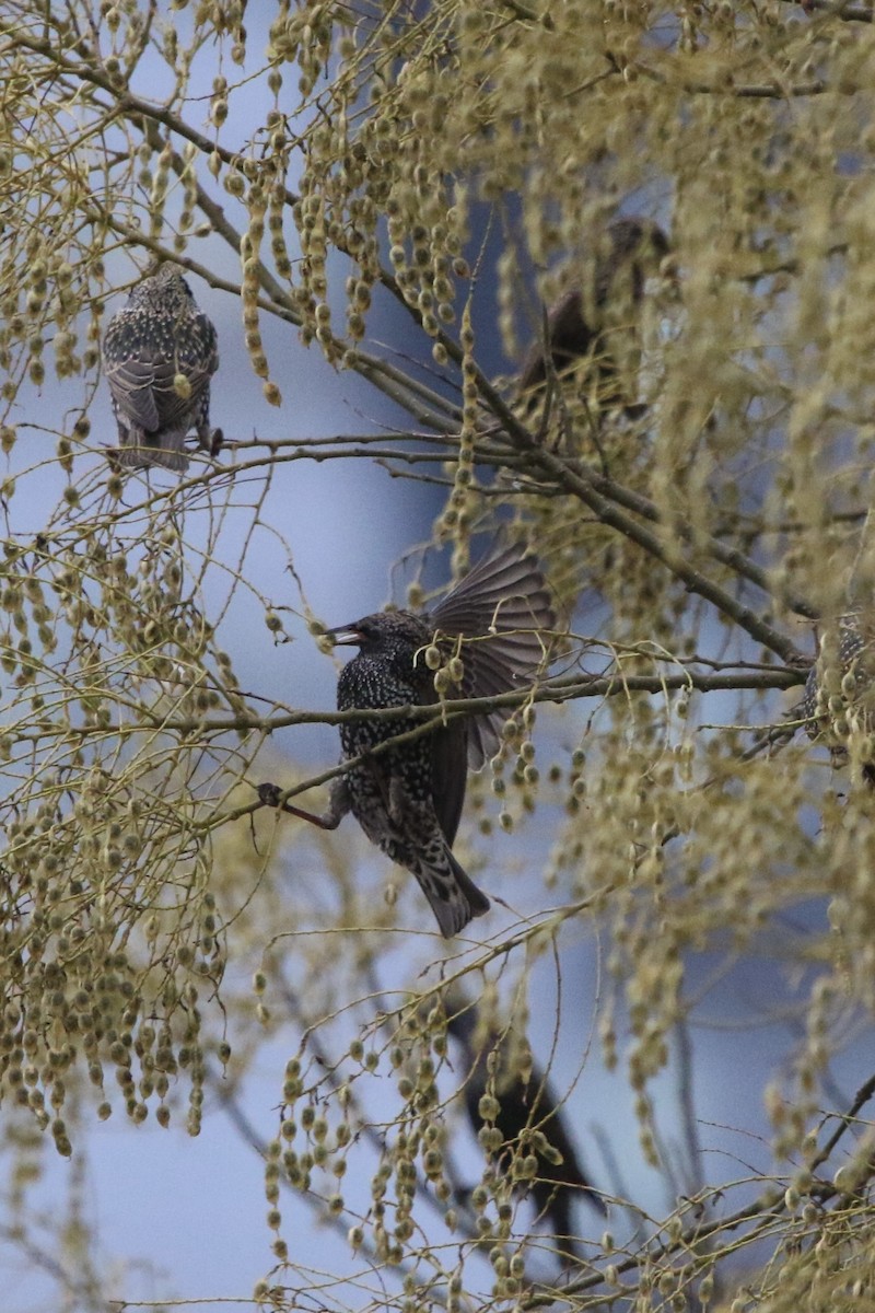 European Starling - ML400926751