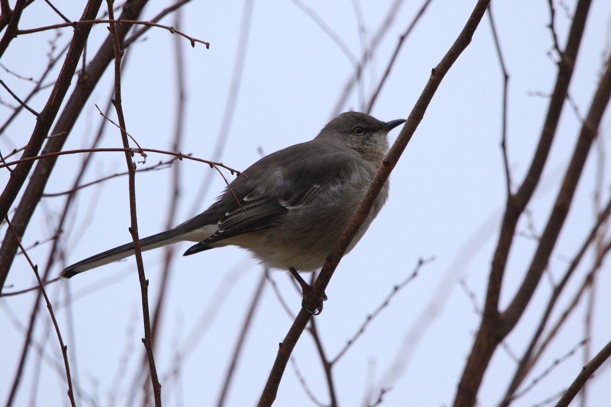 Northern Mockingbird - ML400926951