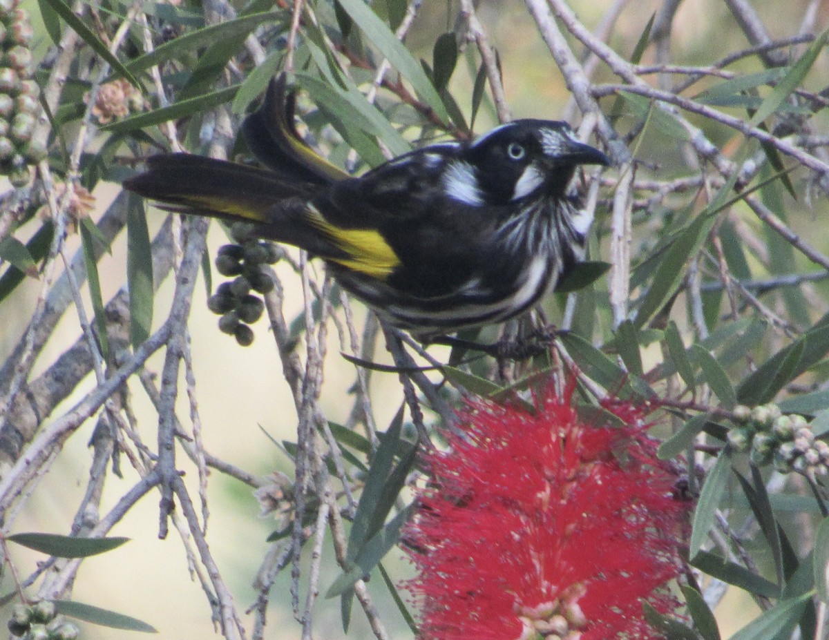 New Holland Honeyeater - Sally Bergquist