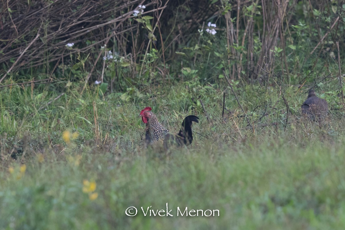 Gray Junglefowl - ML400927511