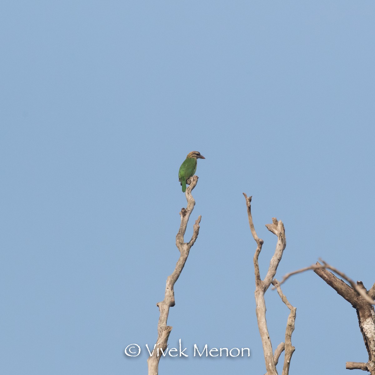 barbet bělolící - ML400927531