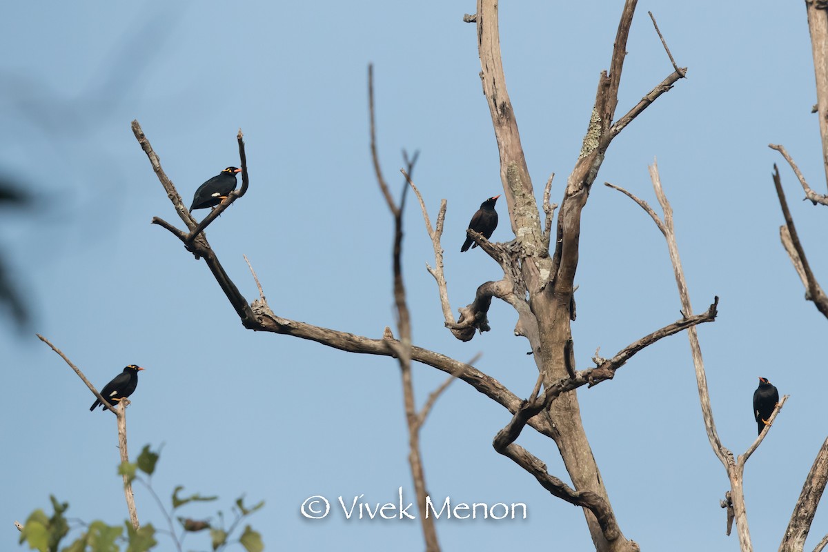 Southern Hill Myna - ML400927601