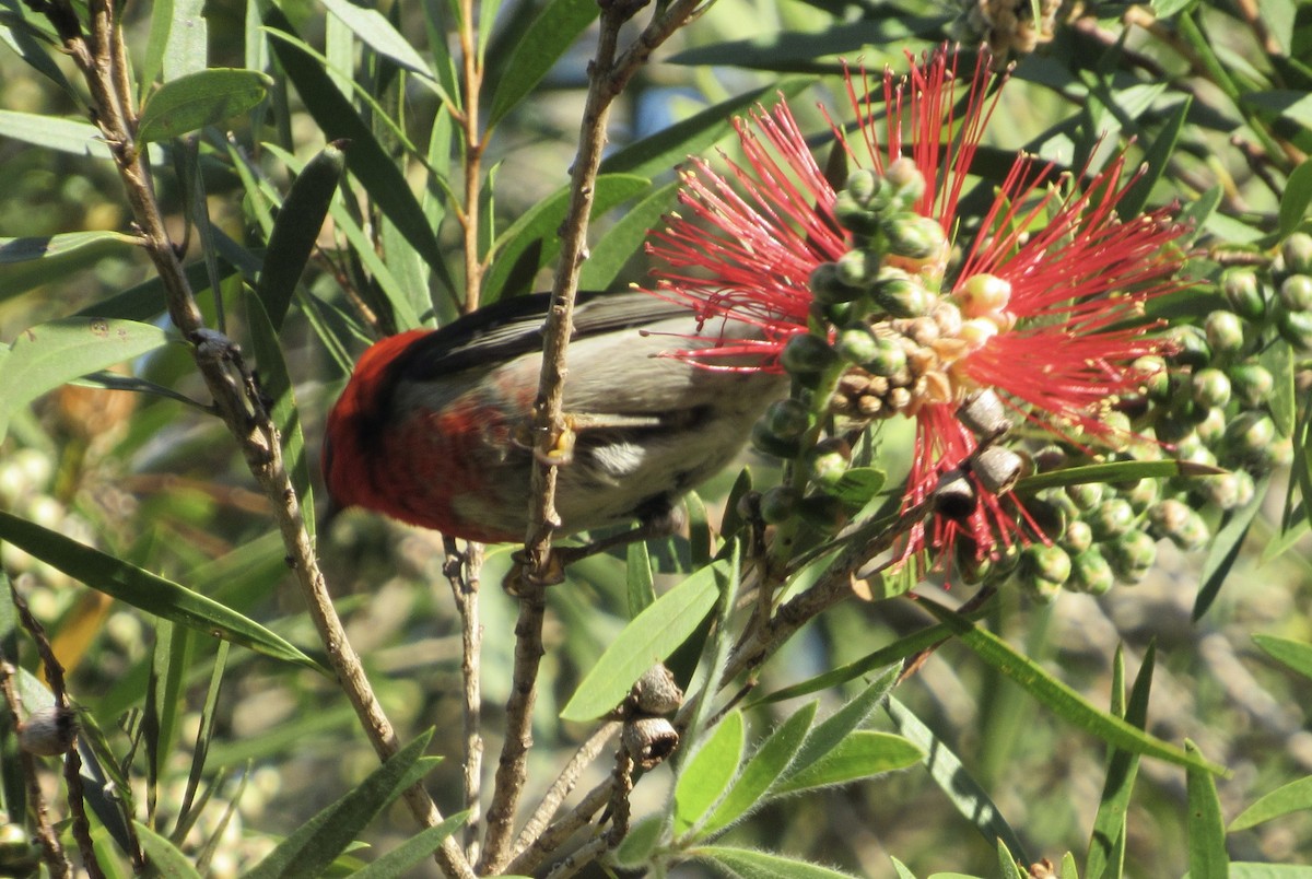 Mielero Escarlata - ML400927651