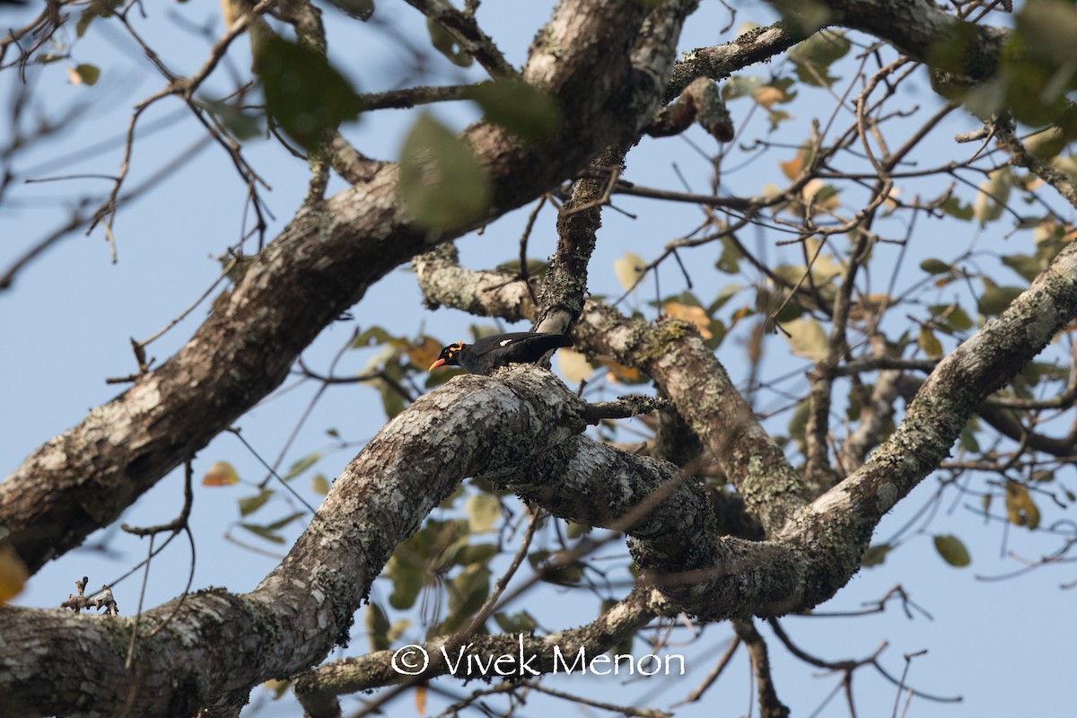 Southern Hill Myna - ML400927721