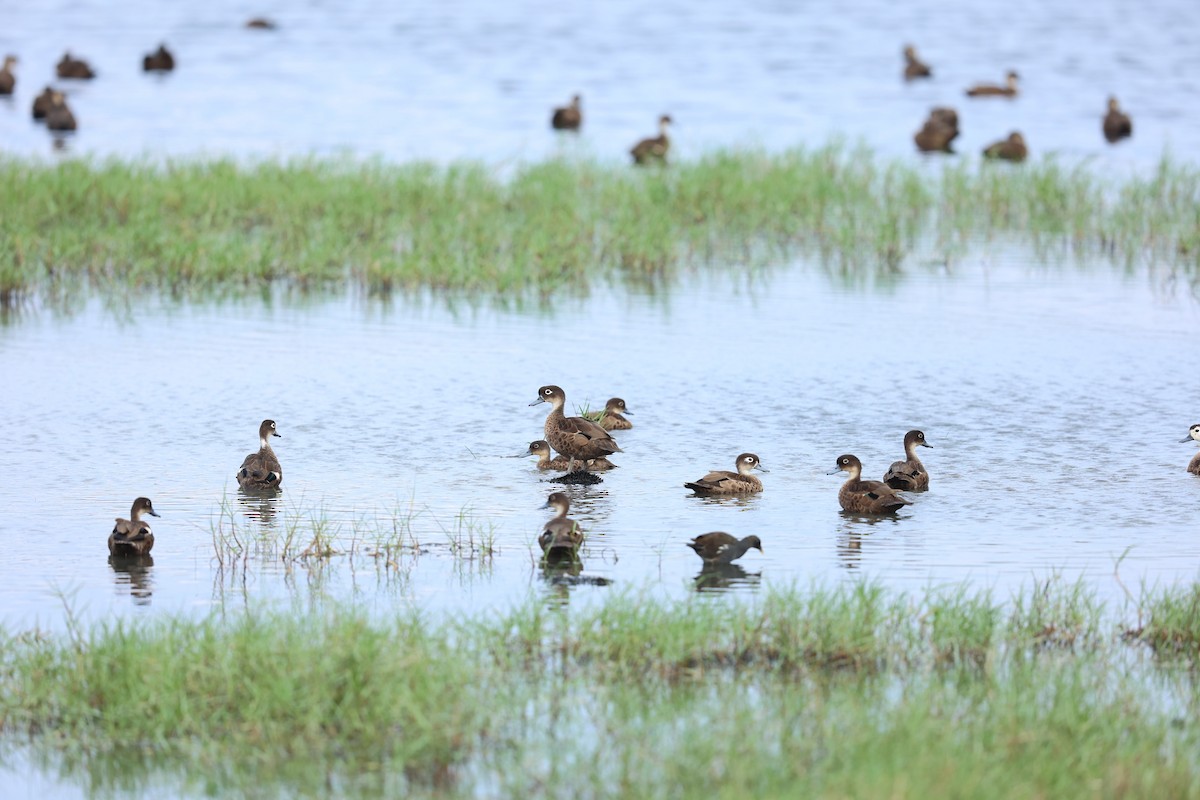 Andaman Teal - ML400927741