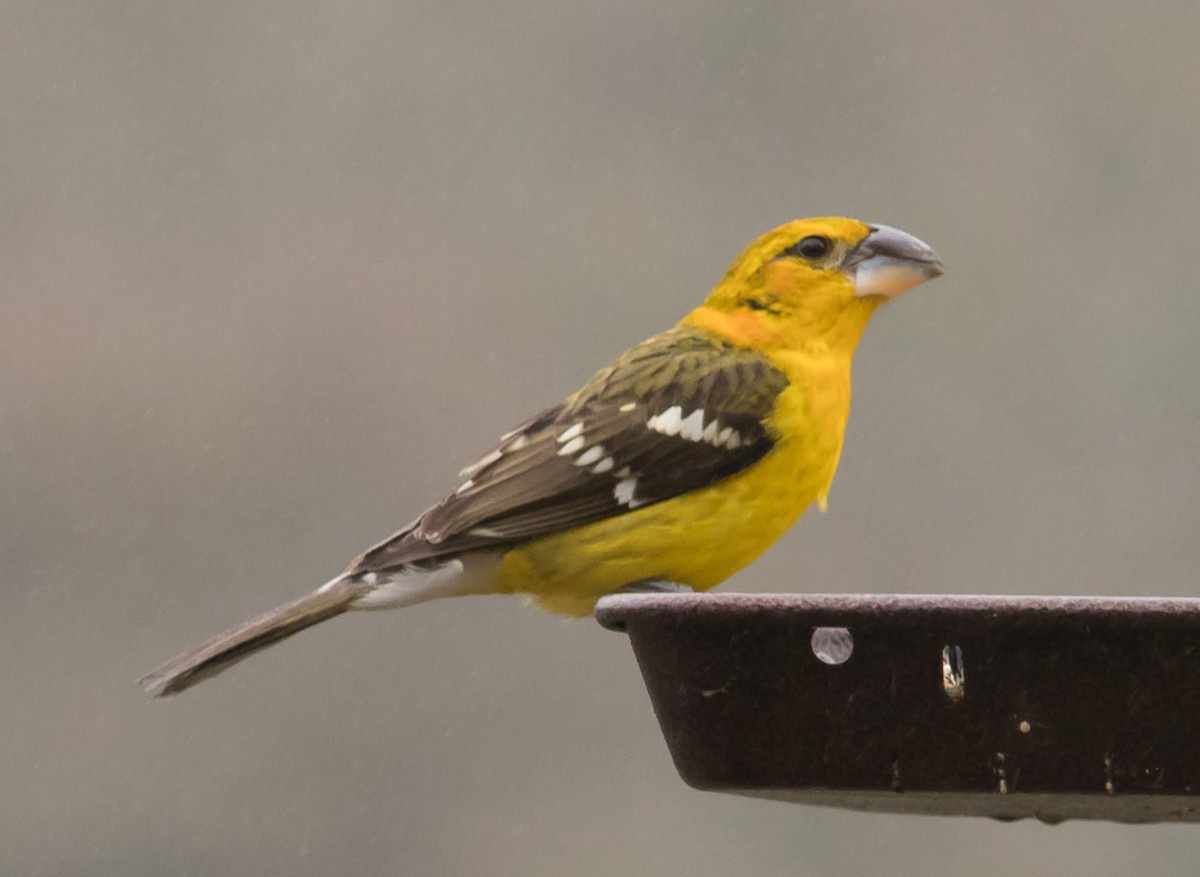 Yellow Grosbeak - ML400928041