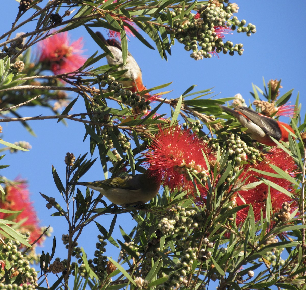 Silvereye - Sally Bergquist