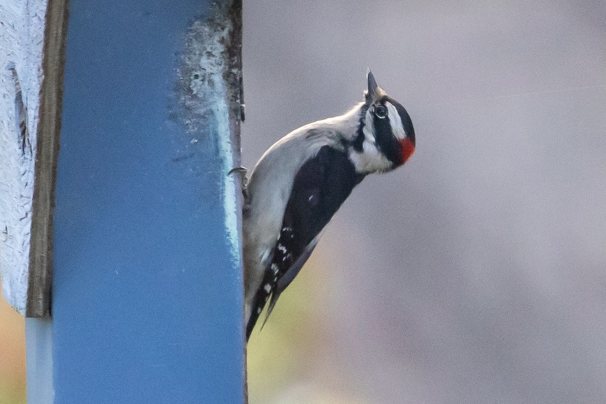 Downy Woodpecker - ML400930221