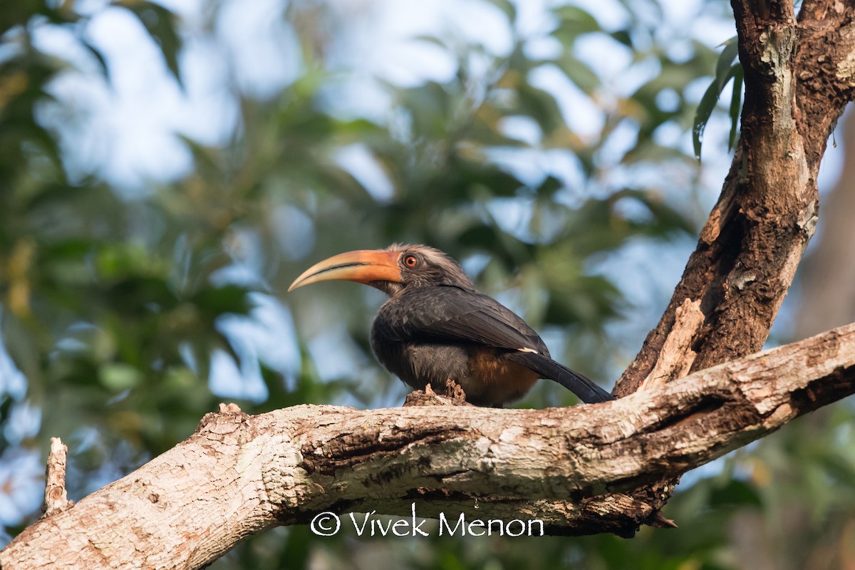 Malabar Gray Hornbill - ML400930651