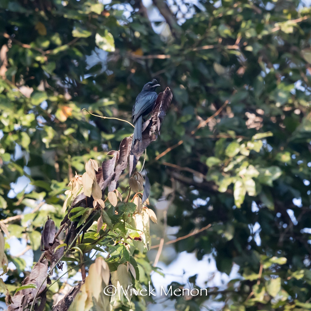 Greater Racket-tailed Drongo - ML400930701