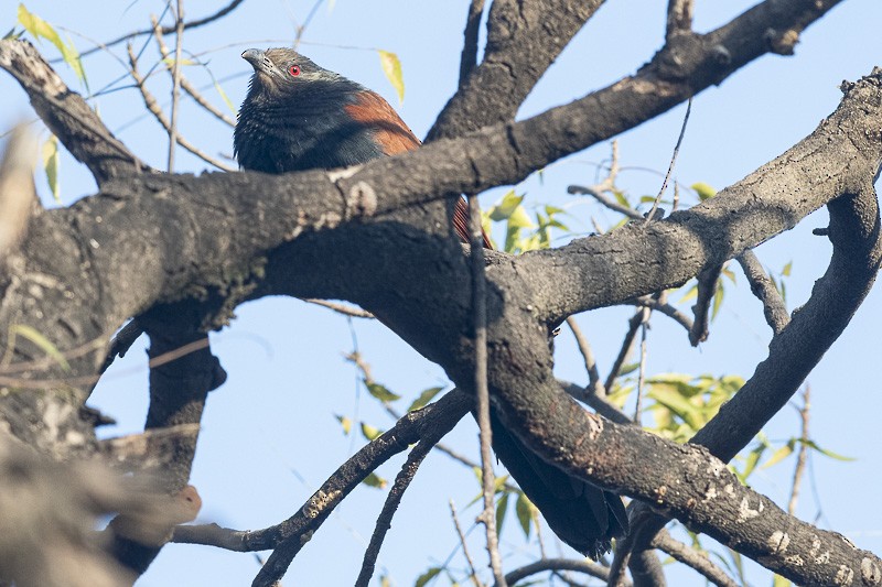 Greater Coucal - ML400931941