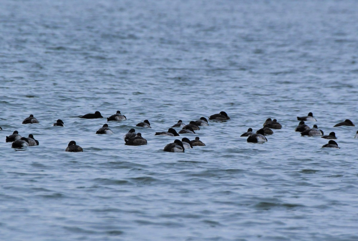 Тэнгисийн шумбуур - ML400932441