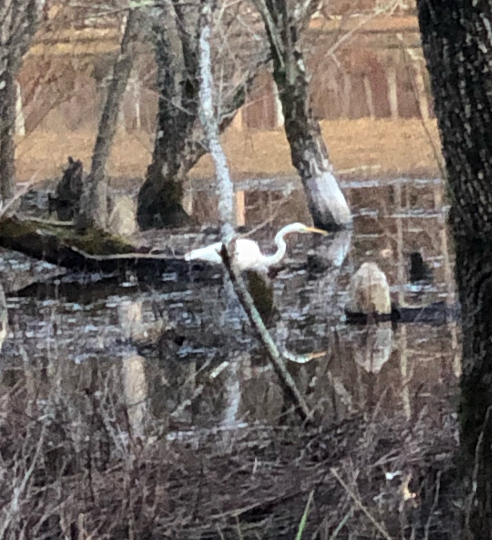 Great Egret - ML400932831