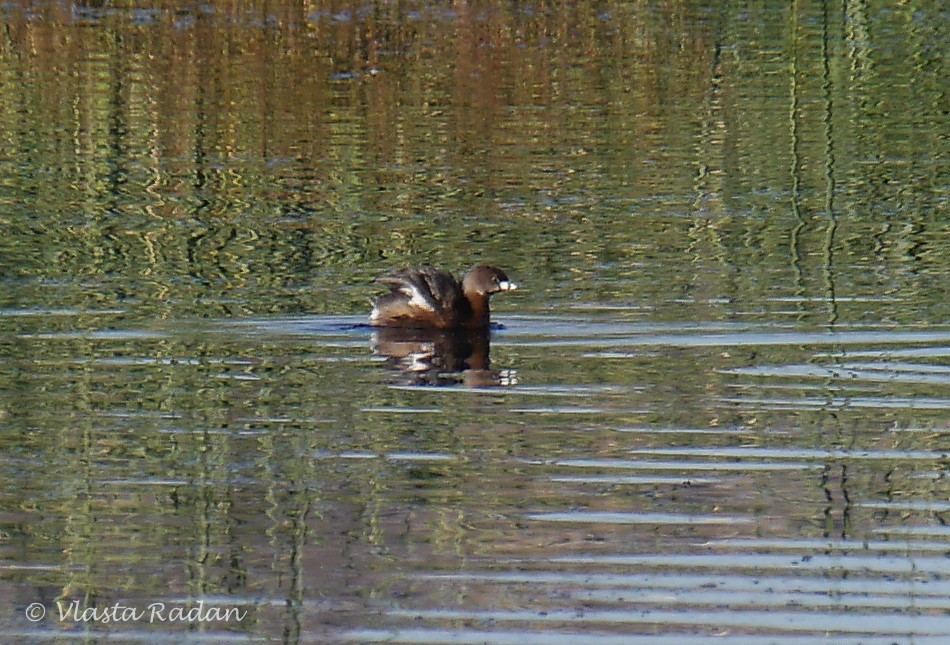 Pied-billed Grebe - ML40093321