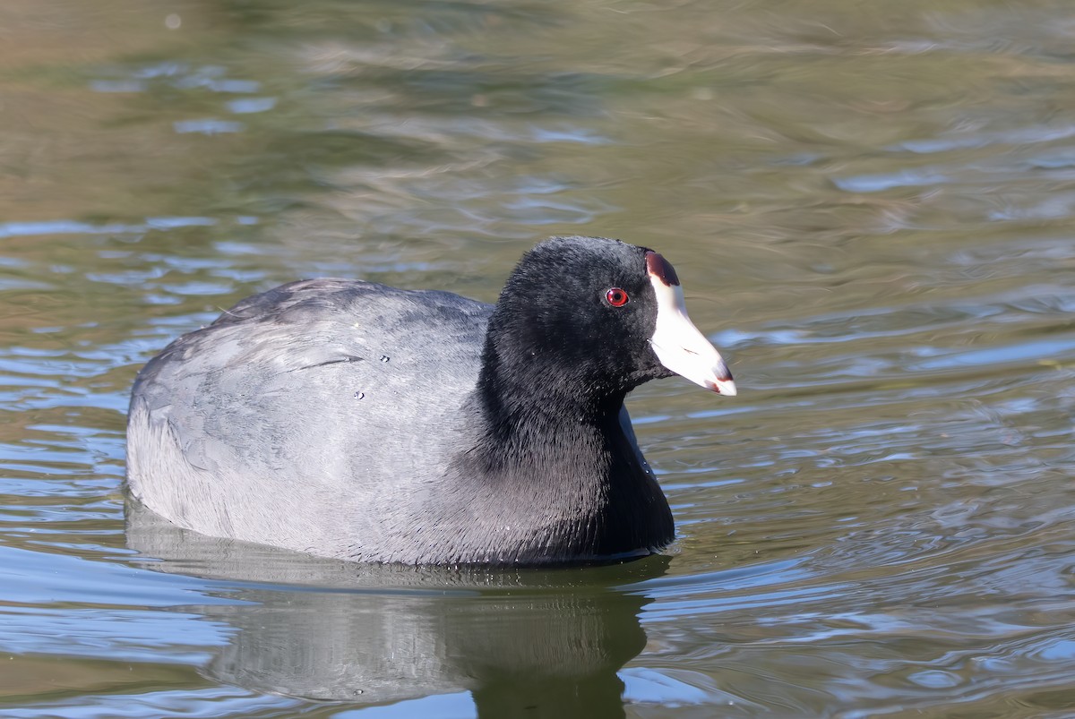 American Coot - Kalpesh Krishna