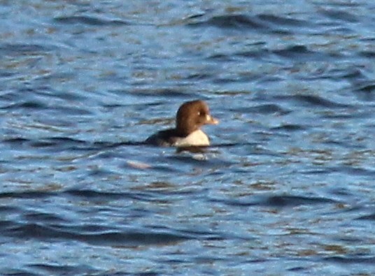 Barrow's Goldeneye - ML40093401