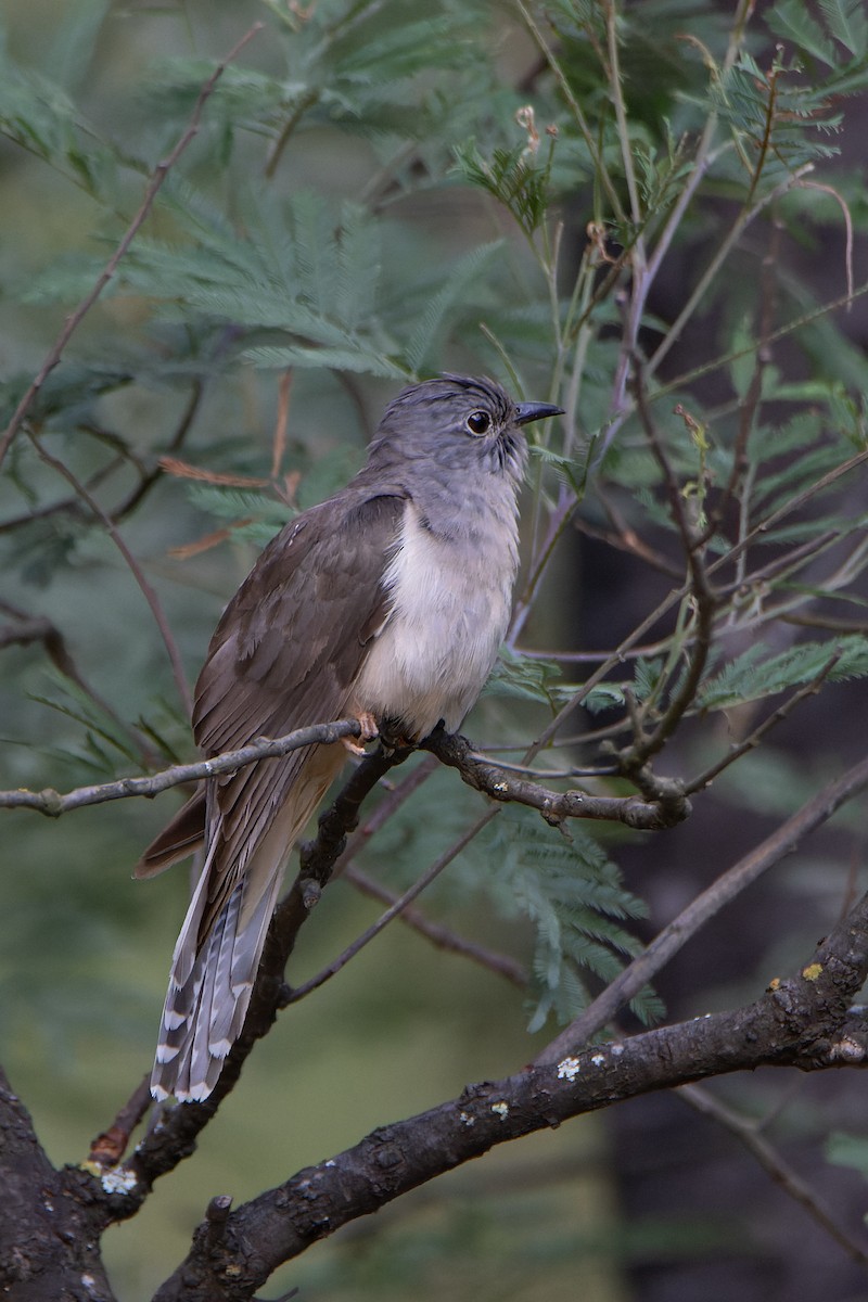 Brush Cuckoo - ML400934531