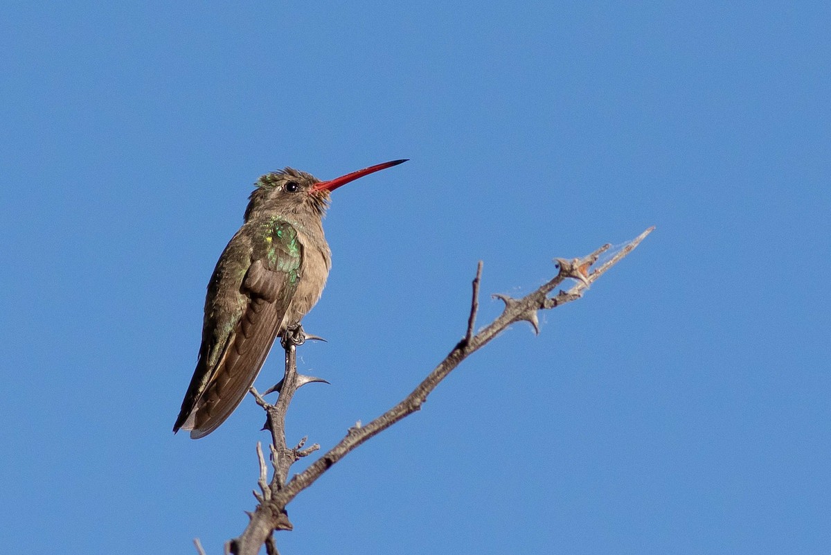 kolibřík temnobřichý - ML400935981