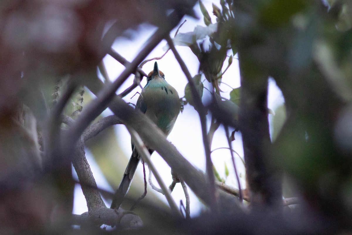 Russet-crowned Motmot - Doug Gochfeld